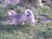 Tibetansk spaniel thumbs tibetansk spaniel kri kris odysseus odin 065